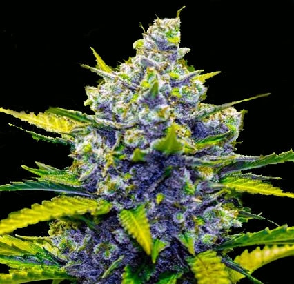 grandaddy Purple Fast