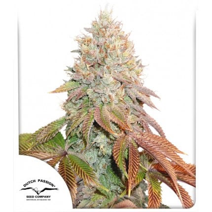 Banana Blaze Auto Feminised Cannabis Seeds by Dutch Passion