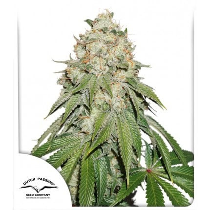Banana Blaze Feminised Seeds by Dutch Passion
