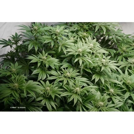 C-Vibez Feminised Seeds - Image 5