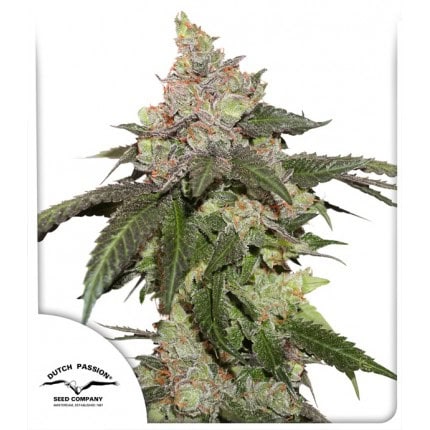 Kerosene Krash Feminised Cannabis Seeds by Dutch Passion