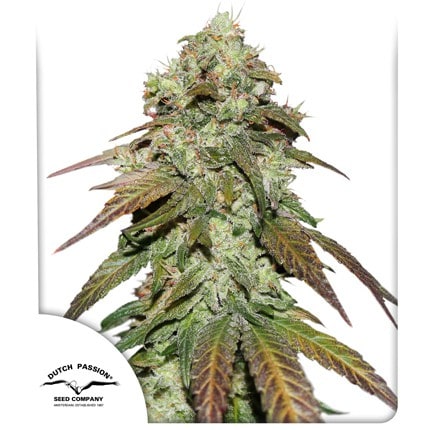 Mazar CBD Feminised Cannabis Seeds by Dutch Passion