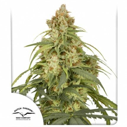 CBD-Victory Auto Feminised