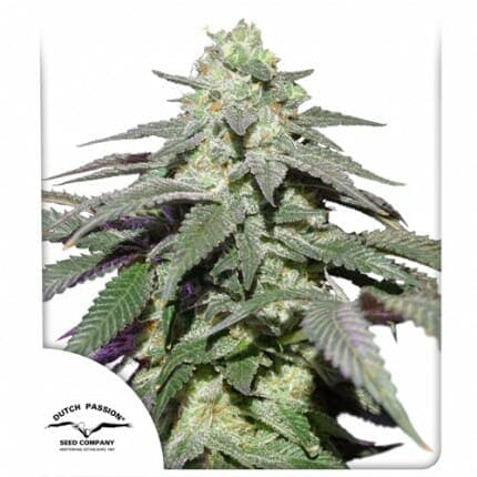 Skywalker Haze Auto Feminised Cannabis Seeds by Dutch Passion