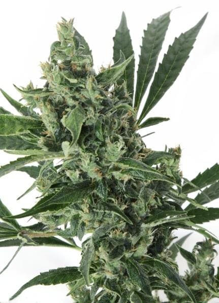 MED GOM 1.0 Auto Feminised Seeds