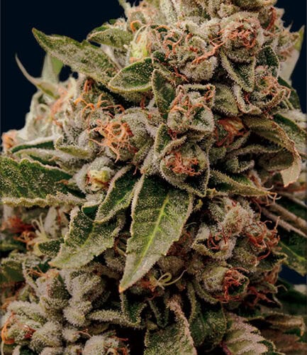 Lamb's Breath x AK-49 Feminised Cannabis Seeds by Vision Seeds