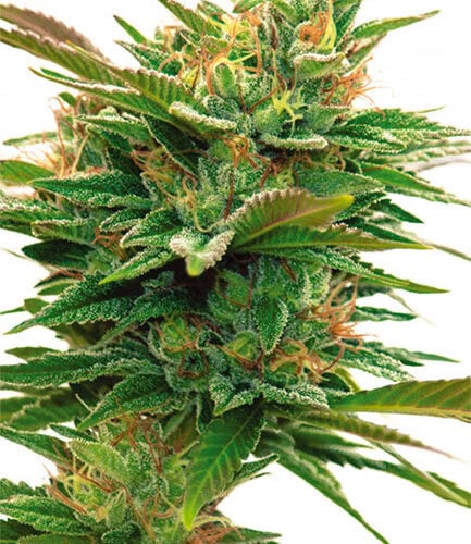 Nicole x OG Feminised Cannabis Seeds by Vision Seeds