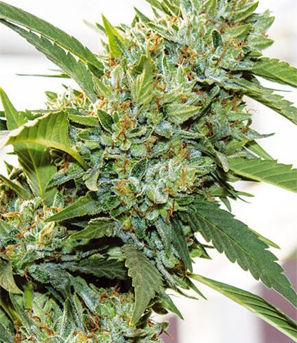 Vision Kosher Feminised Cannabis Seeds by Vision Seeds