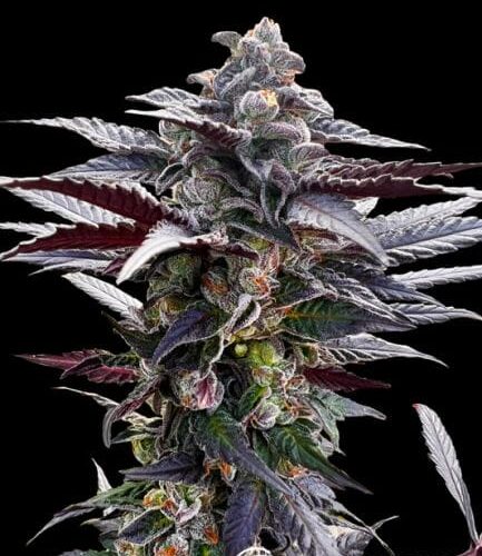 Pink Sunset Feminised Cannabis Seeds by Silent Seeds