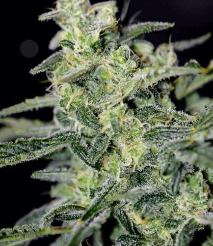 Hubbabubbahaze Auto Feminised Cannabis Seeds by Mephisto Genetics