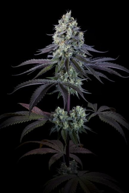 Purple Mints Feminised Cannabis Seeds by Paradise Seeds