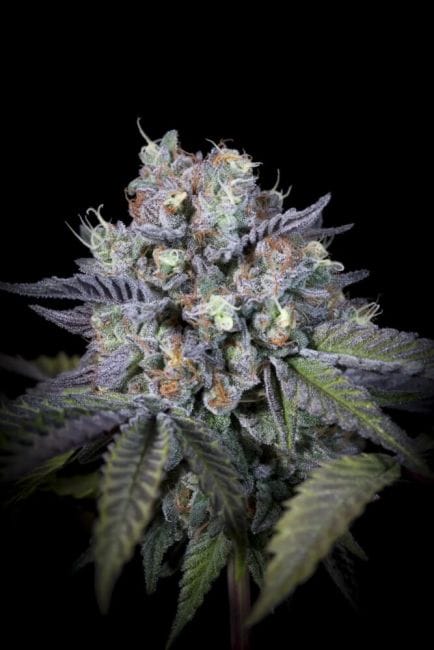 Purple Mints Feminised Cannabis Seeds by Paradise Seeds
