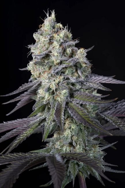 Purple Mints Feminised Cannabis Seeds by Paradise Seeds
