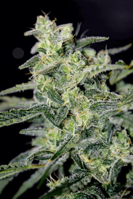 Hubbabubbahaze Auto Feminised Cannabis Seeds by Mephisto Genetics
