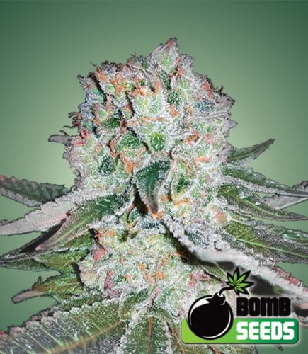 Banana Bomb Feminised Cannabis Seeds by Bomb Seeds