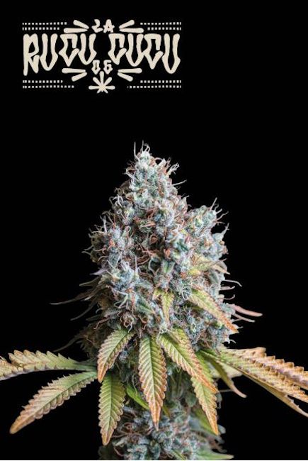 Rucu Cucu OG Feminised Cannabis Seeds by Seedstockers