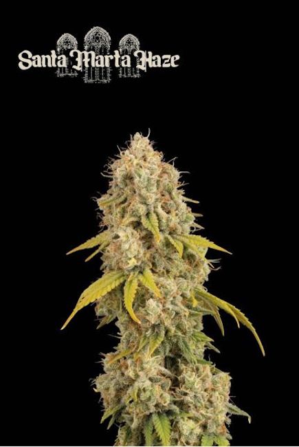 Santa Marta Haze Feminised Cannabis Seeds by Seedstockers