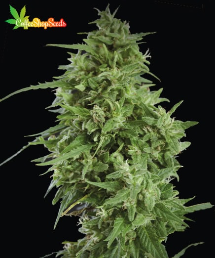Amnesia Haze Feminised Cannabis Seeds