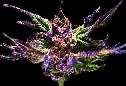 Kens Original Grand Daddy Purple FEMINISED Cannabis Seeds by Grand Daddy Purple