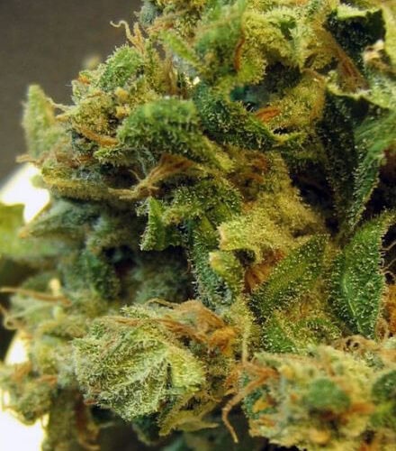 Burmese Regular Seeds - 12
