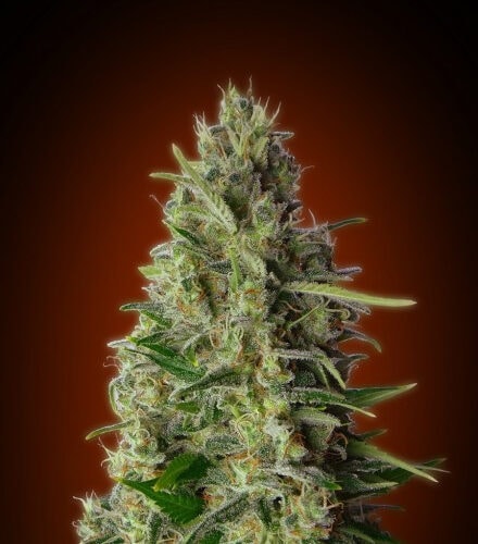 Kali 47 Feminised Cannabis Seeds by Advanced Seeds