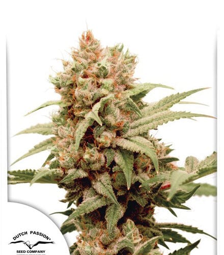 CBG-Force Marijuana Seeds by Dutch Passion