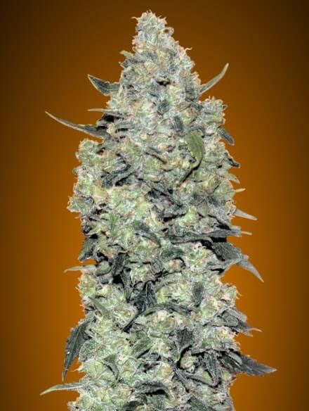 Critical Mass Auto Feminised Seeds