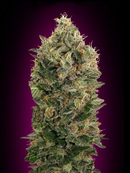 Collection #4 AUTOMATIC Feminised Seeds - 6 - Image 2