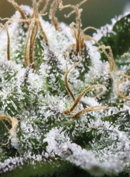 Bubba God Regular Cannabis Seeds by BC Bud Depot