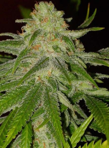 Cinderella 99 Feminised cannabis Seeds by BC Bud Depot