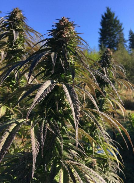 Sour Tsunami Regular Seeds - 12 - Image 2