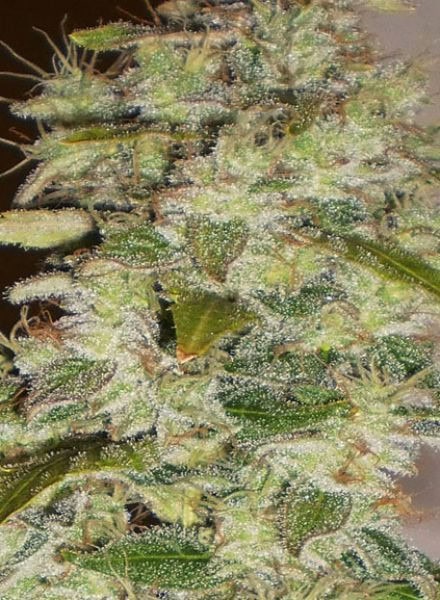 Truly Fruity Regular Cannabis Seeds by DC Bud Depot