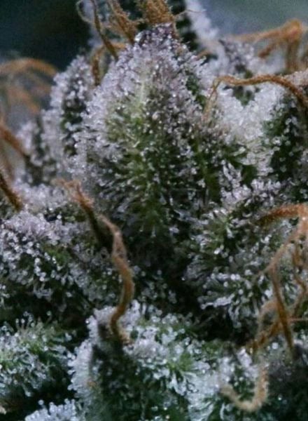 Tuna God Regular Cannabis Seeds by BC Bud Depot
