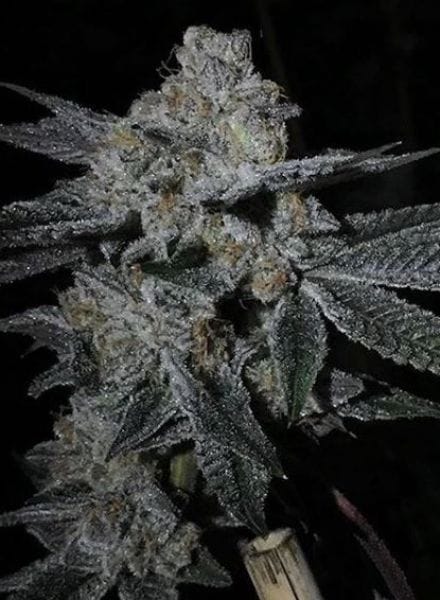 Dosi Cookies Regular Cannabis Seeds by BC Bud Depot