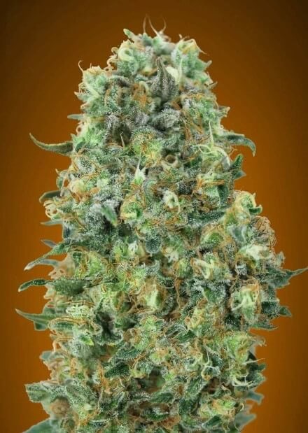 Collection #6 Feminised Seeds - 6