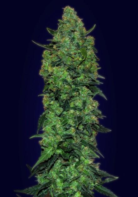 Skunk Mass Auto Feminised Seeds