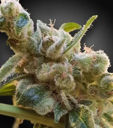 Relax CBD Feminised Cannabis Seeds by Paradise Seeds