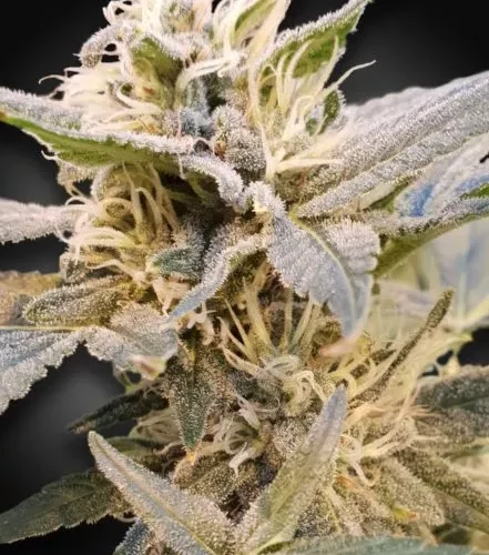 Delight CBD Feminised