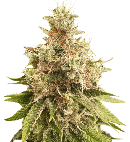 Golden Apple Haze Regular Cannabis Seeds by Super Sativa Seed Club