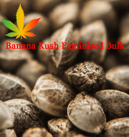 Banana Kush Feminised Bulk