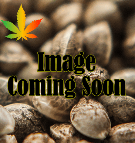 Bay Berry Regular Seeds - 10