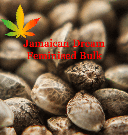 Jamaican Dream Feminised Bulk Cannabis Seeds