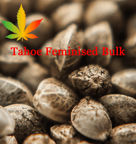 Tahoe Feminised Seeds - BULK x 100