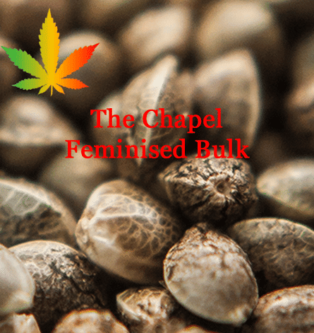 The Chapel Feminised - Bulk x 100