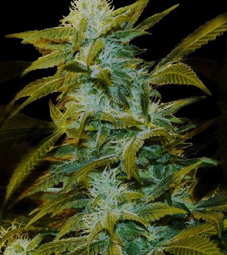 Super Silver Bilbo Feminised Seeds