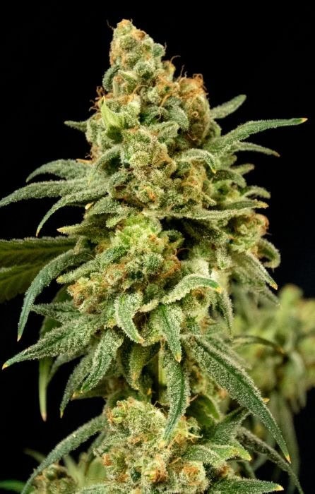 Peaches 'n' Cheese Feminised Seeds - 6 - Image 2