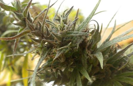 Colombian Black Regular Seeds - Bastard Series