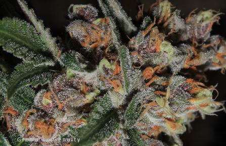 Mindscape Regular Seeds - 10 - Image 2