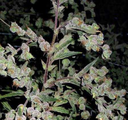 Dr Grinspoon Feminised Seeds