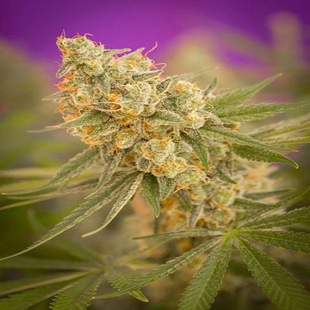 Cuvee Regular Seeds